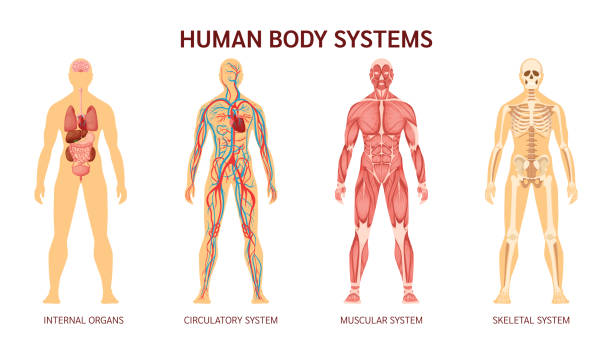 les systèmes lymphatiques, neurologies, vasculaires, structurels